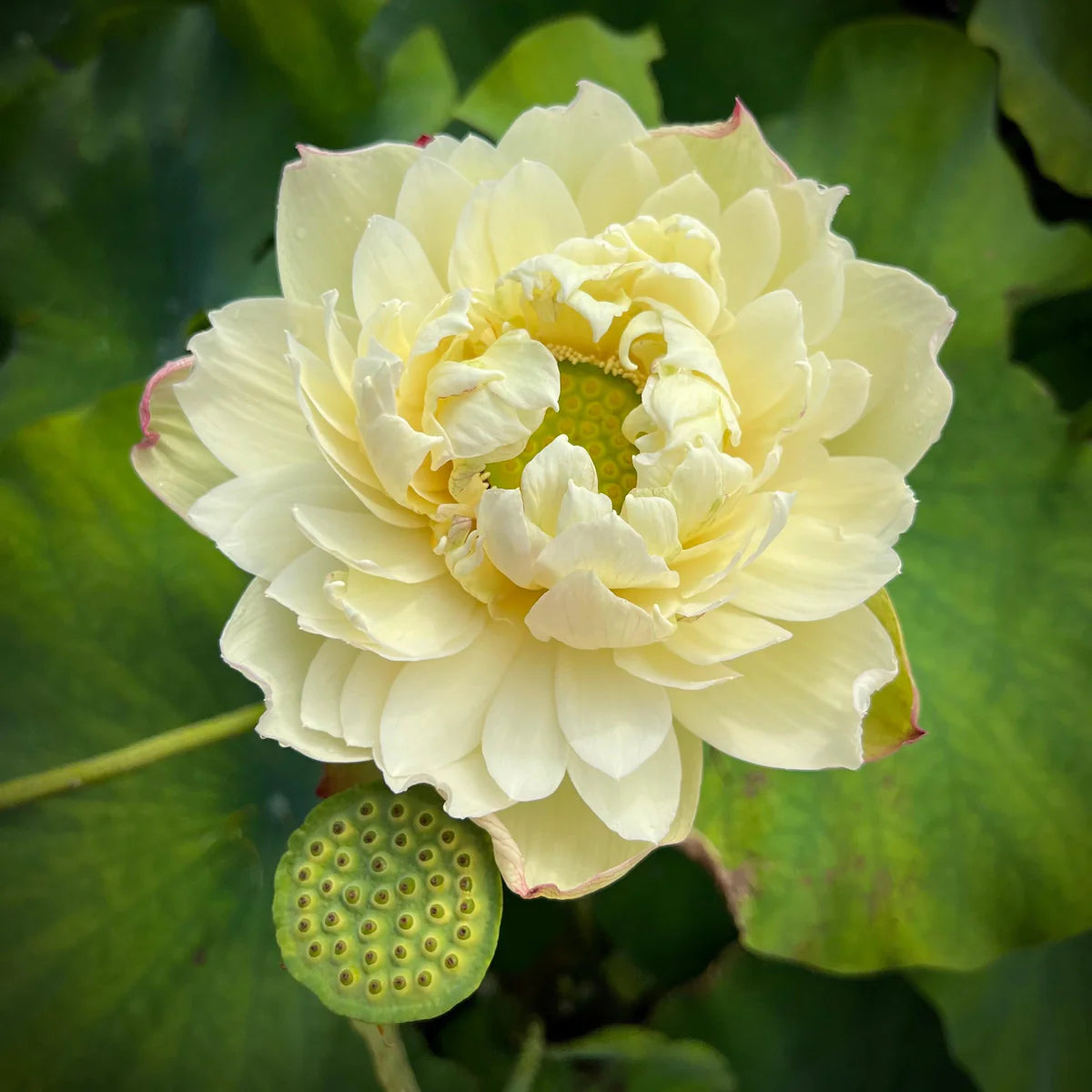 Bao Bao Lotus Tuber