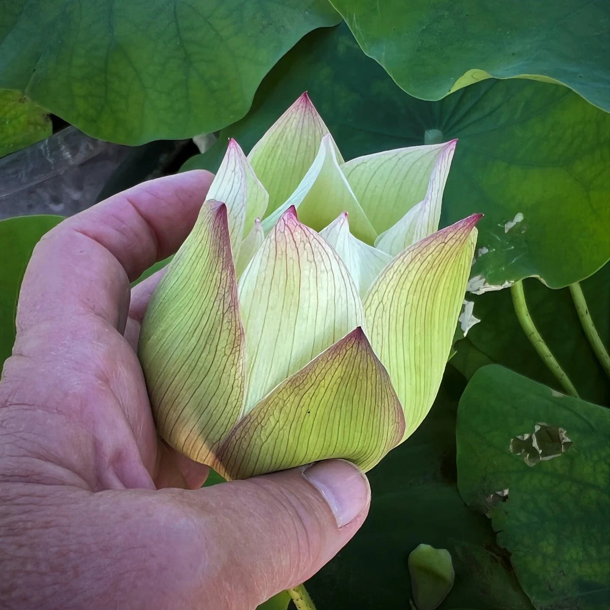 Bao Bao Lotus Tuber