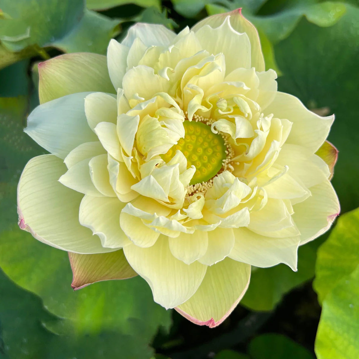 Bao Bao Lotus Tuber