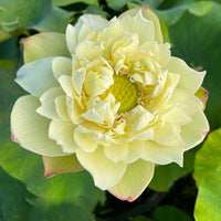 Bao Bao Lotus Tuber