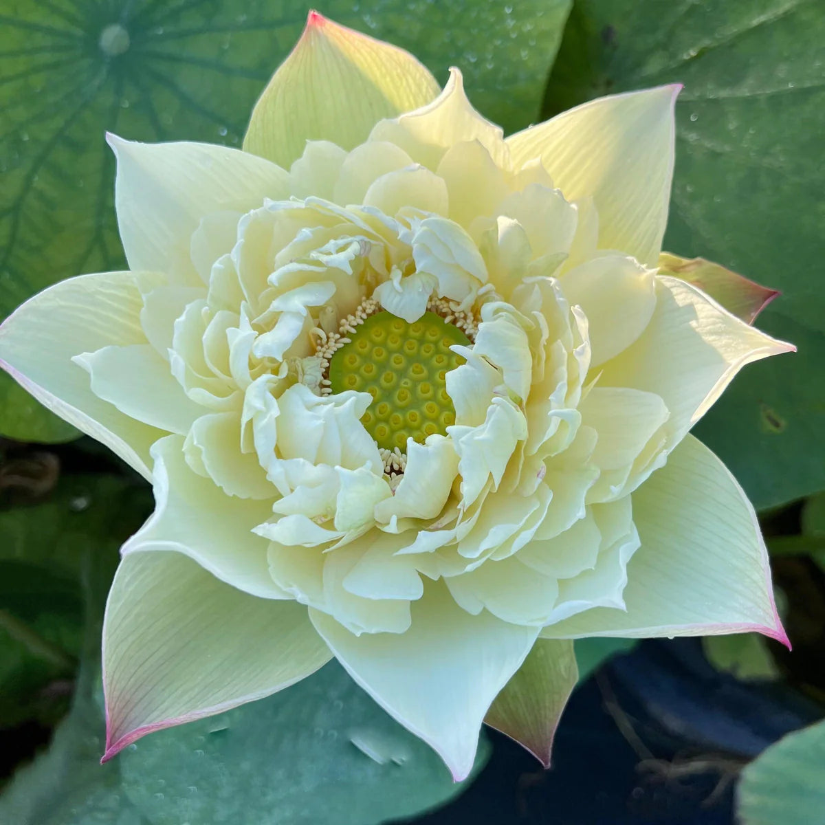 Bao Bao Lotus Tuber