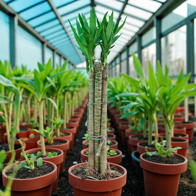 Darjeeling Bamboo Plant