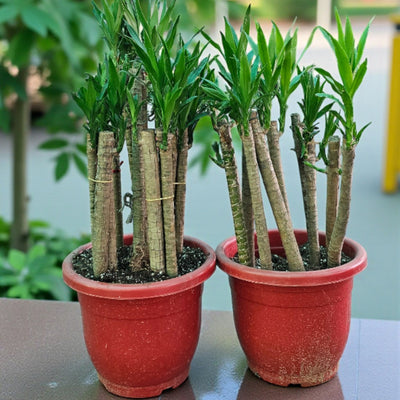 Darjeeling Bamboo Plant