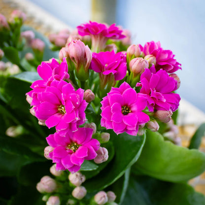 Kalanchoe Flowering Plant