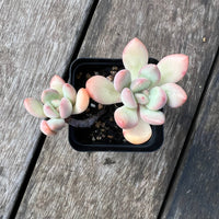 Echeveria Graptoveria Torres (Plant it Yourself) Bare Rooted