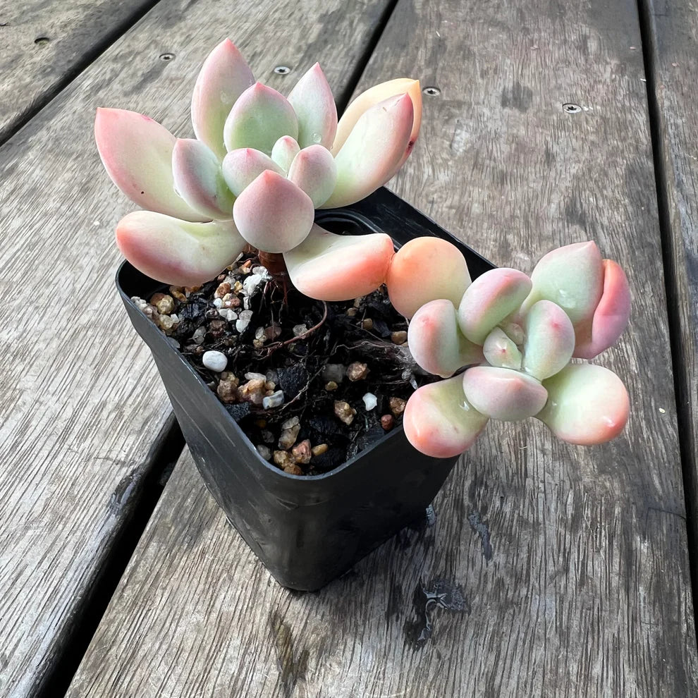 Echeveria Graptoveria Torres (Plant it Yourself) Bare Rooted