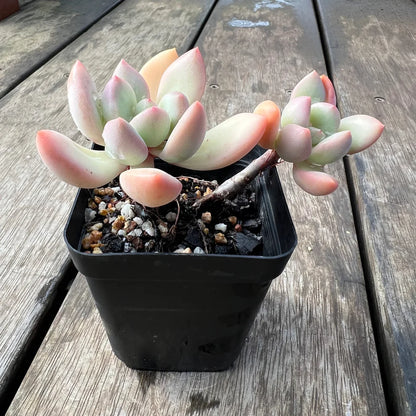 Echeveria Graptoveria Torres (Plant it Yourself) Bare Rooted