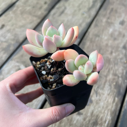 Echeveria Graptoveria Torres (Plant it Yourself) Bare Rooted