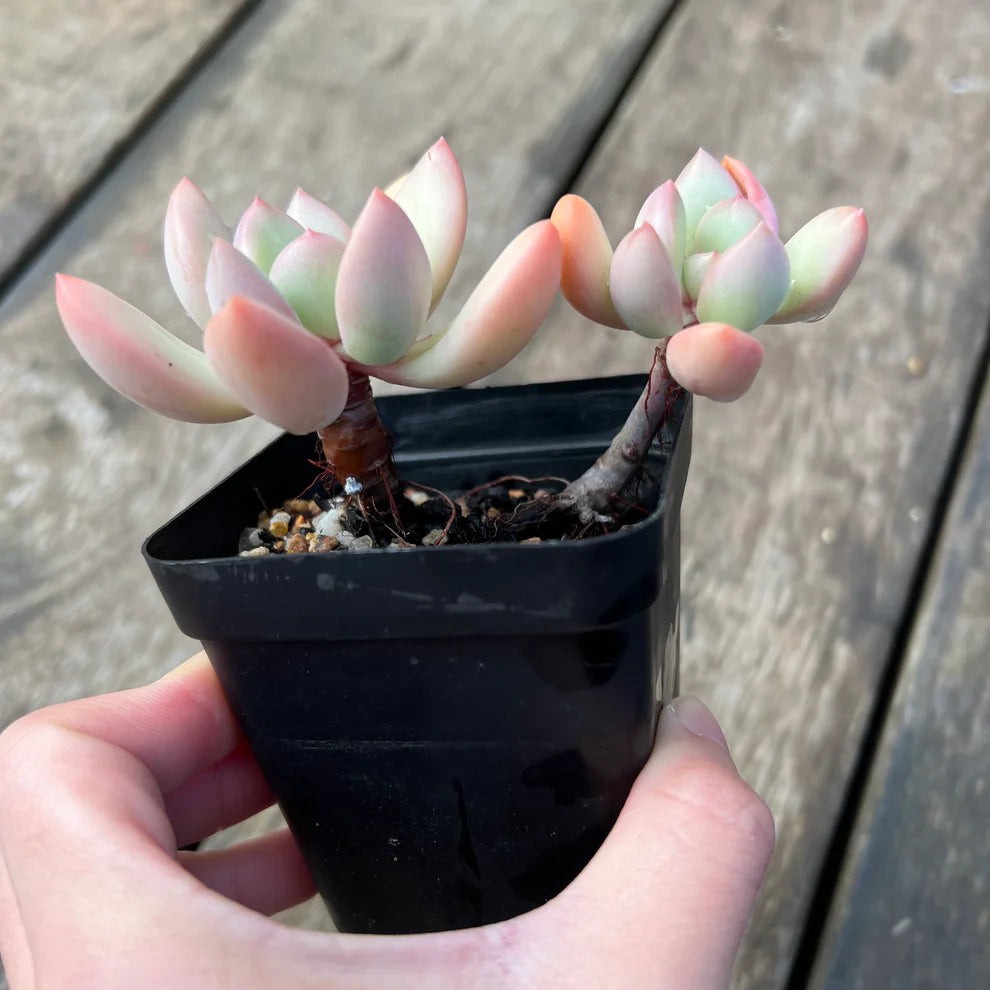 Echeveria Graptoveria Torres (Plant it Yourself) Bare Rooted