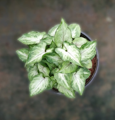 Syngonium Pixie