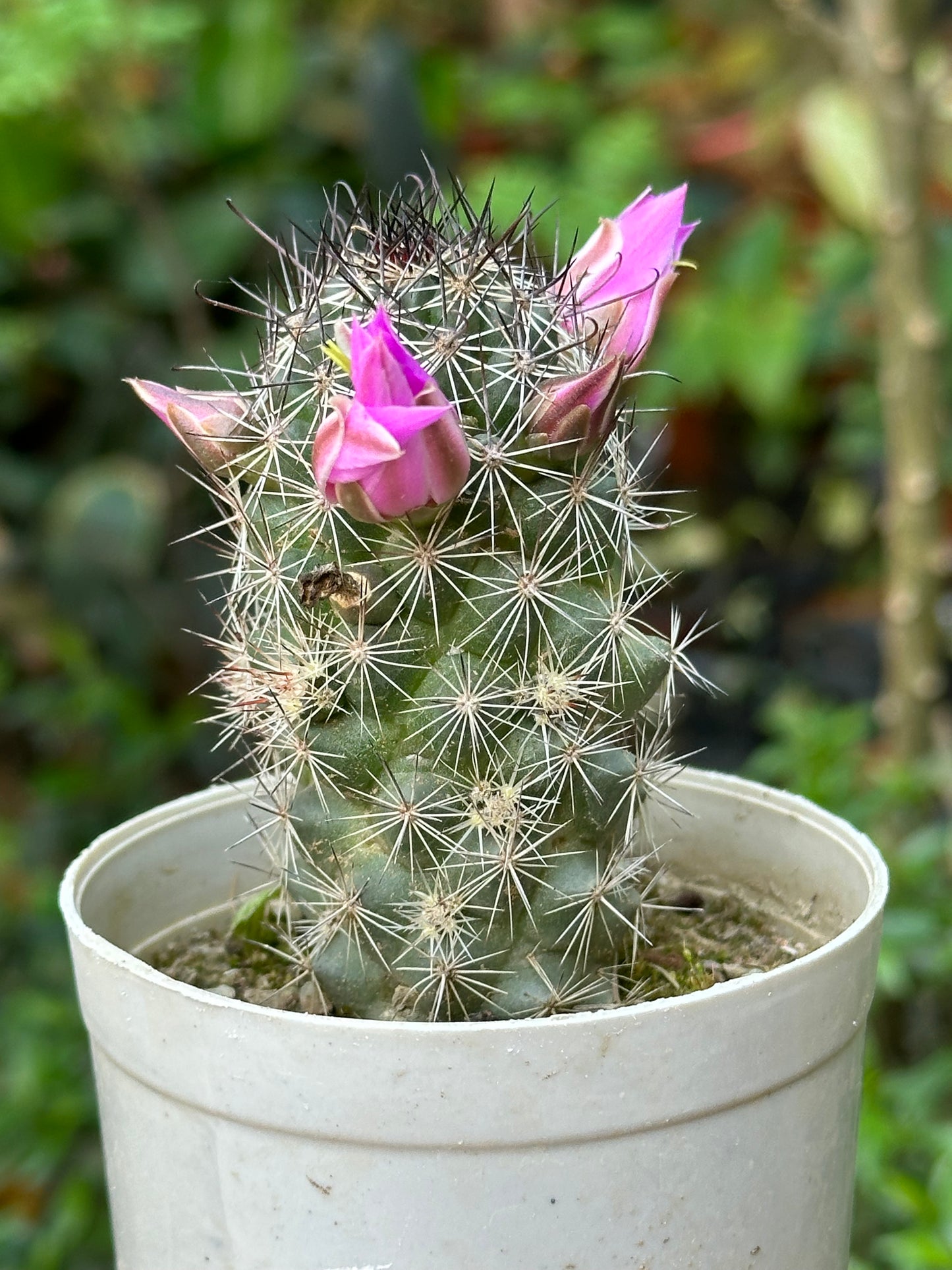 Coryphantha or Beehive Cactus