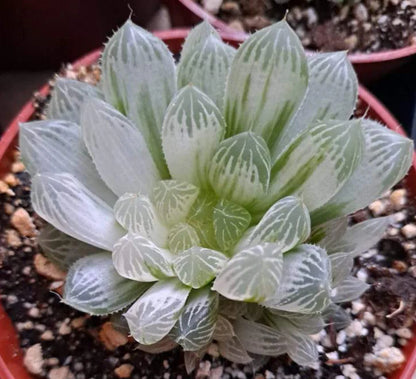 Haworthia Cooperi Variegated  Pilifera (Bare Rooted)