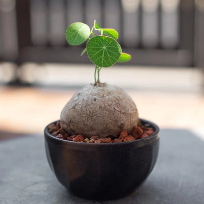 Stephania Rotunda Large Bulb (1-2kg)