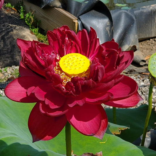MoHong (Red Black) Lotus Tuber
