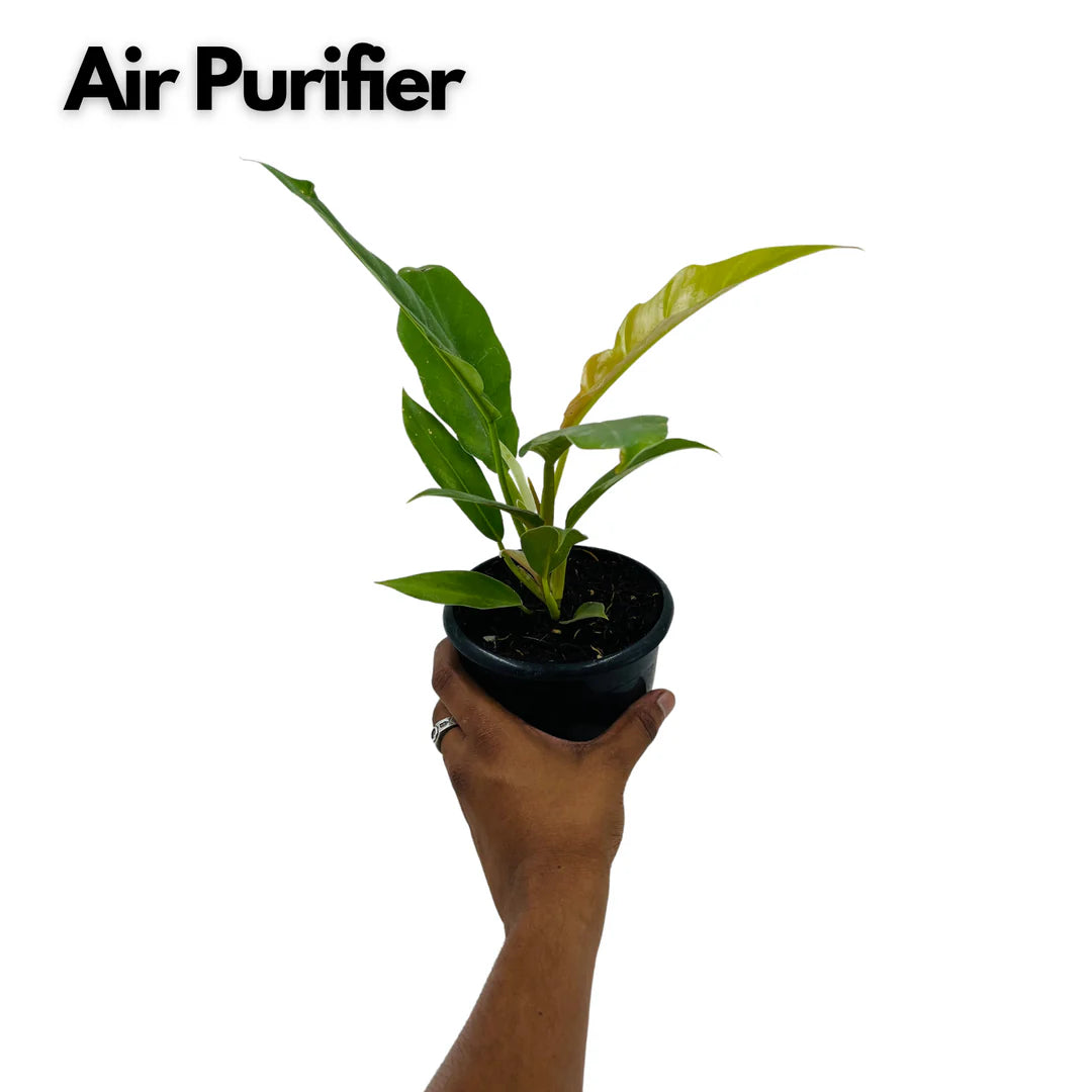 Philodendron Narrow Escape - plant store® 