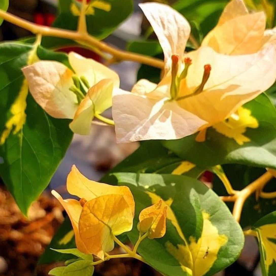 Thima Yellow Grafted Bougainvillea Plant