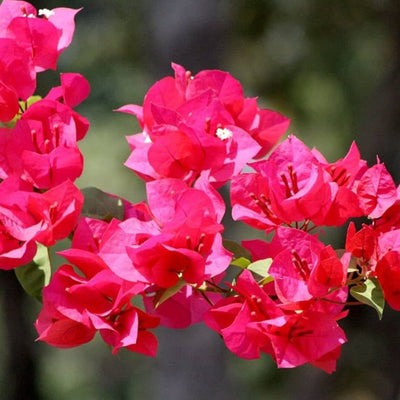 Dr Rao Variegated Bougainvillea