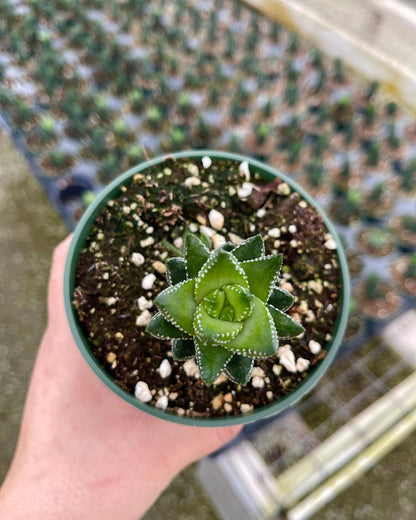 Haworthia Coarctata Succulent