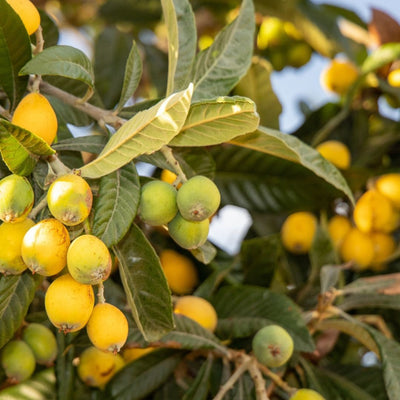 Loquat Grafted Tree