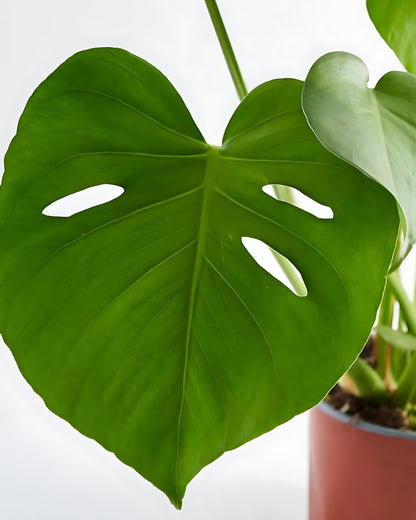 Monstera Deliciosa Plant