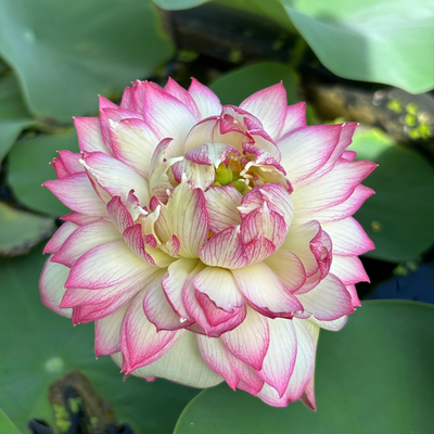 Tinh TyTy Lotus Tuber