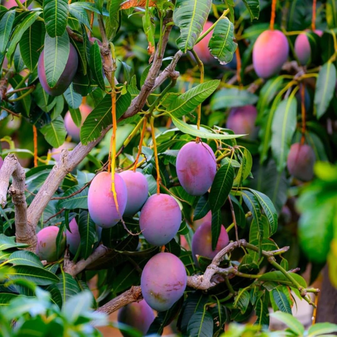 Miyazaki Mango Tree | Plant Store