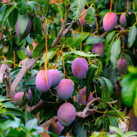 Miyazaki Mango Tree | Plant Store