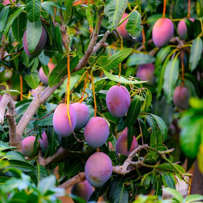 Miyazaki Mango Grafted Tree
