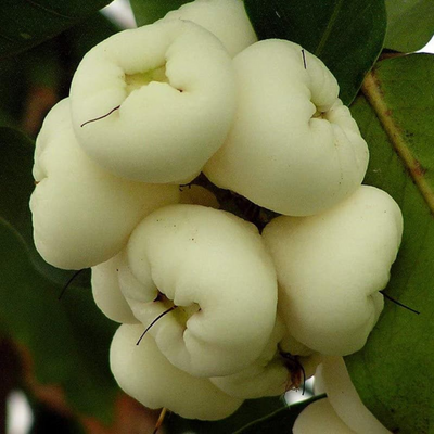 White Water Apple Grafted Tree
