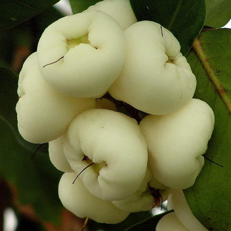 White Water Apple Grafted Tree
