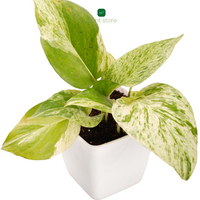 Feng Shui Edition (Brazilian Wood) - plant store® 