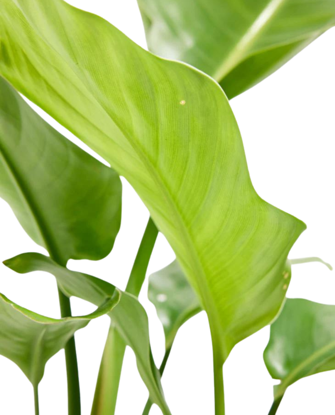 Bird Of Paradise Plant ( Strelitzia Reginae ) with Pot