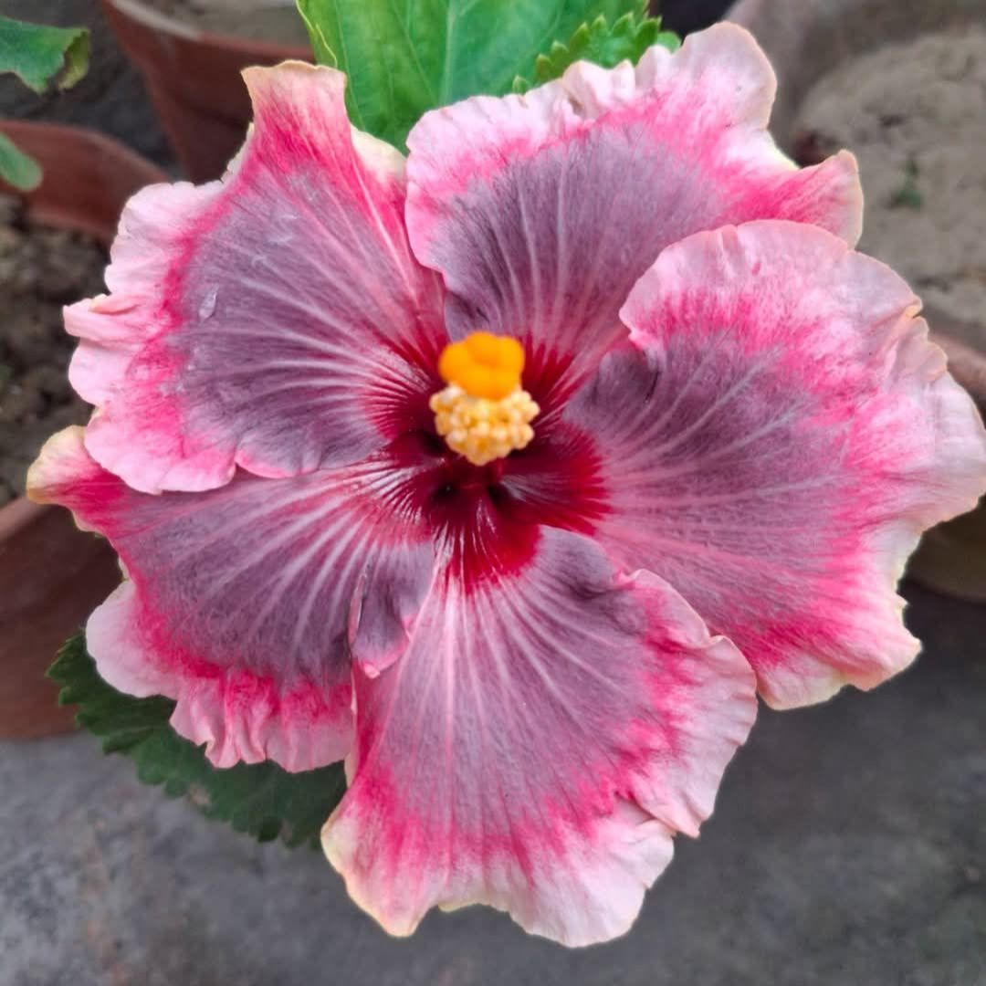 Wind Rosa Nine Yarns Hibiscus