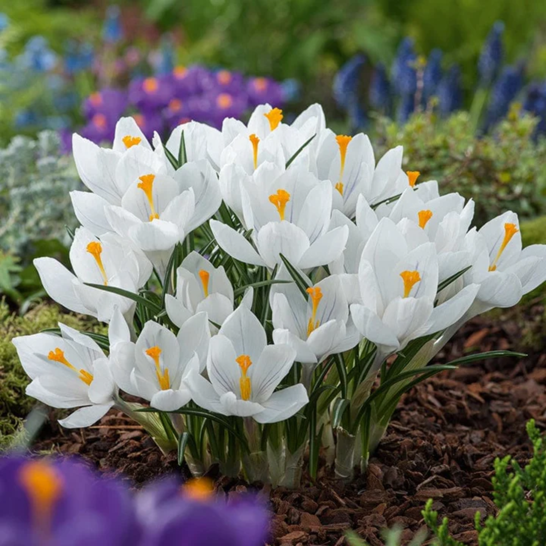 Flowering Crocus Bulbs