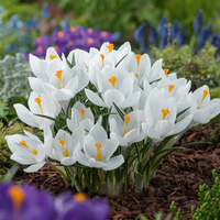 Flowering Crocus Bulbs
