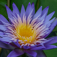 Alexis Tropical Waterlily