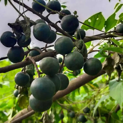 Rudraksha Grafted Tree