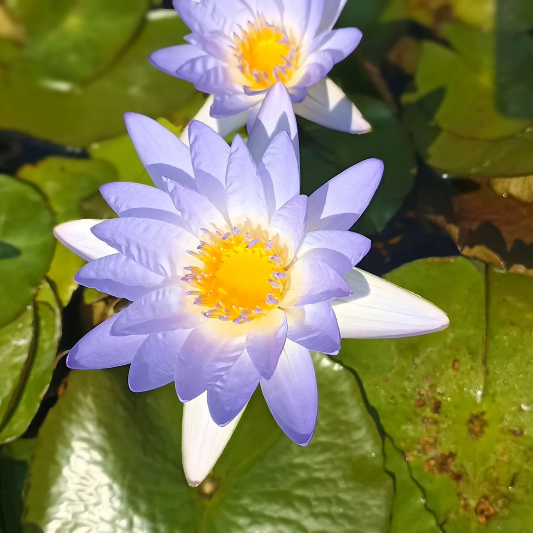 Macrantha Tropical Waterlily