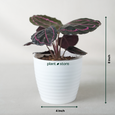 Calathea Medallion