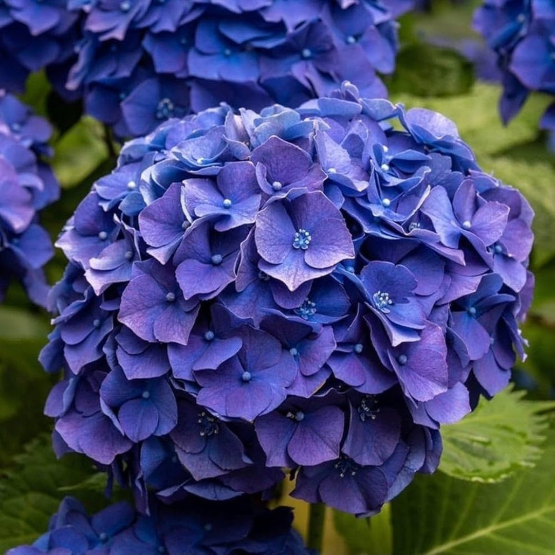 Panicle Hydrangea Plant (Assorted Colour)