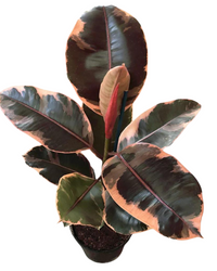 Ruby Pink Ficus Elastica - Rubber Plant - plant store® 