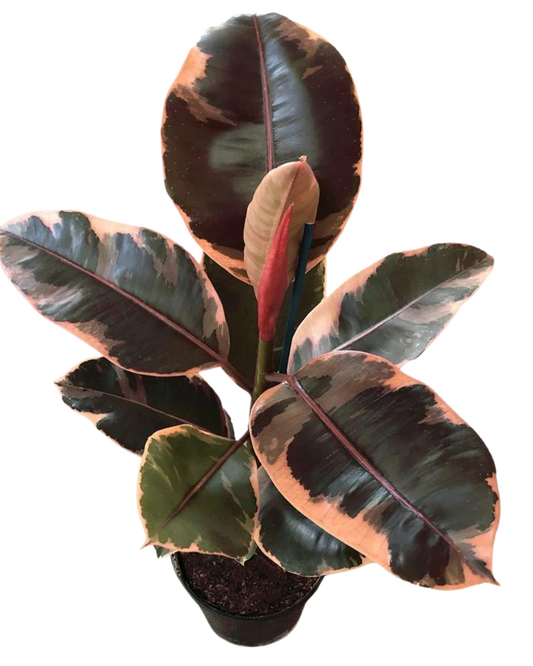 Ruby Pink Ficus Elastica - Rubber Plant