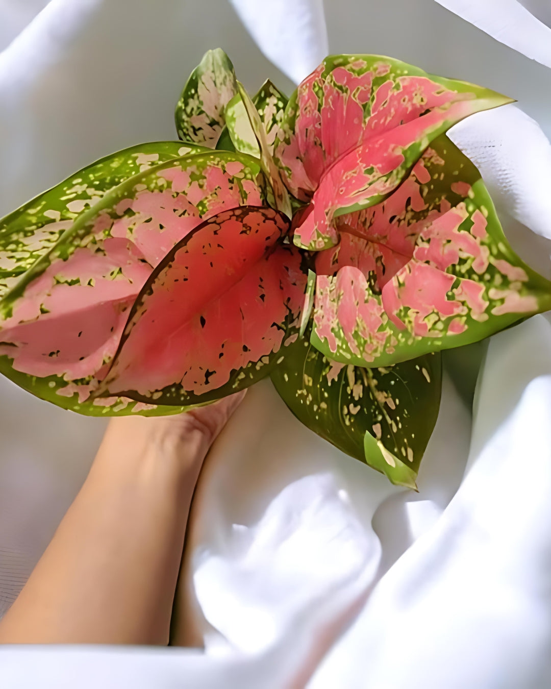 Aglaonema Lady Valentine