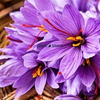 Saffron - Imported Bulbs