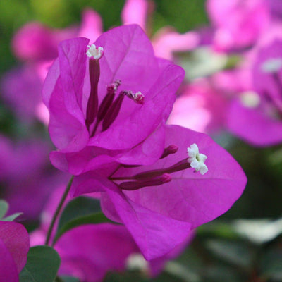 Mahara Purple Bougainvillea