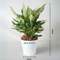 Pink Lady Valentine - Aglaonema
