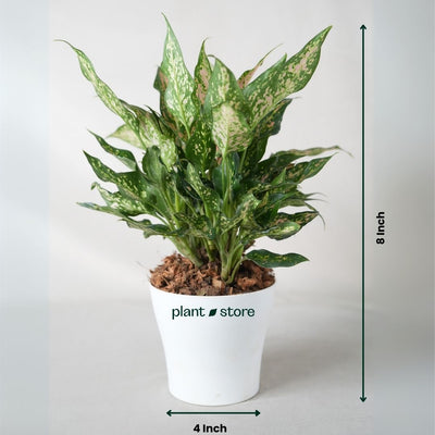 Pink Lady Valentine - Aglaonema
