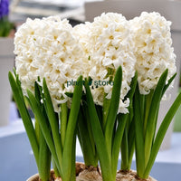 Hyacinth - Aiolos Flower Bulbs (Imported)