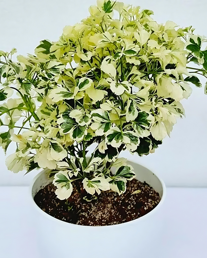 Aralia Variegated with Pot