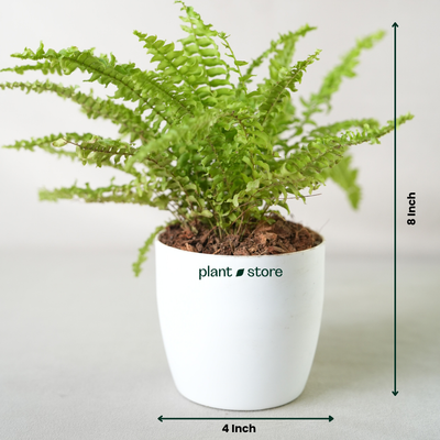 Boston Compacta Fern